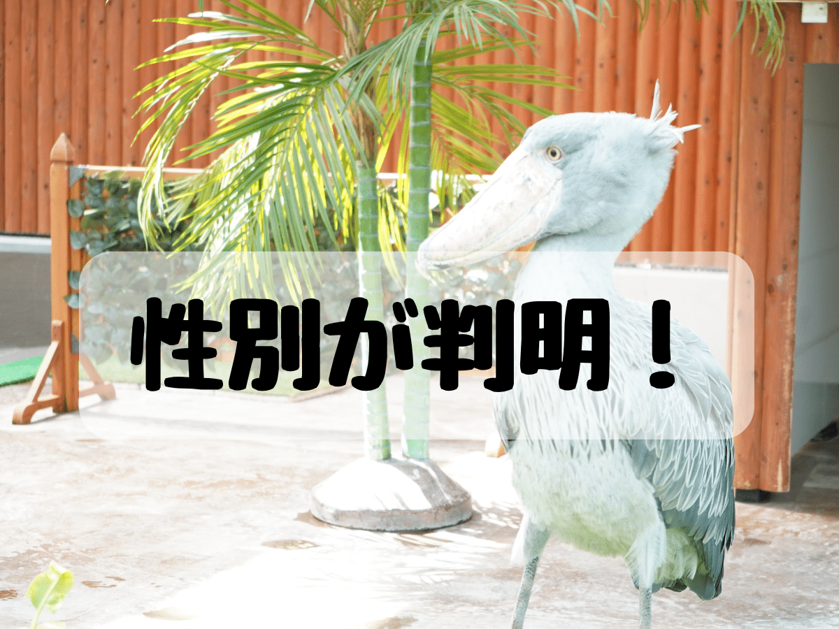 ハシビロコウの性別がついに明らかに！掛川花鳥園の7月イベント情報をまとめたよ