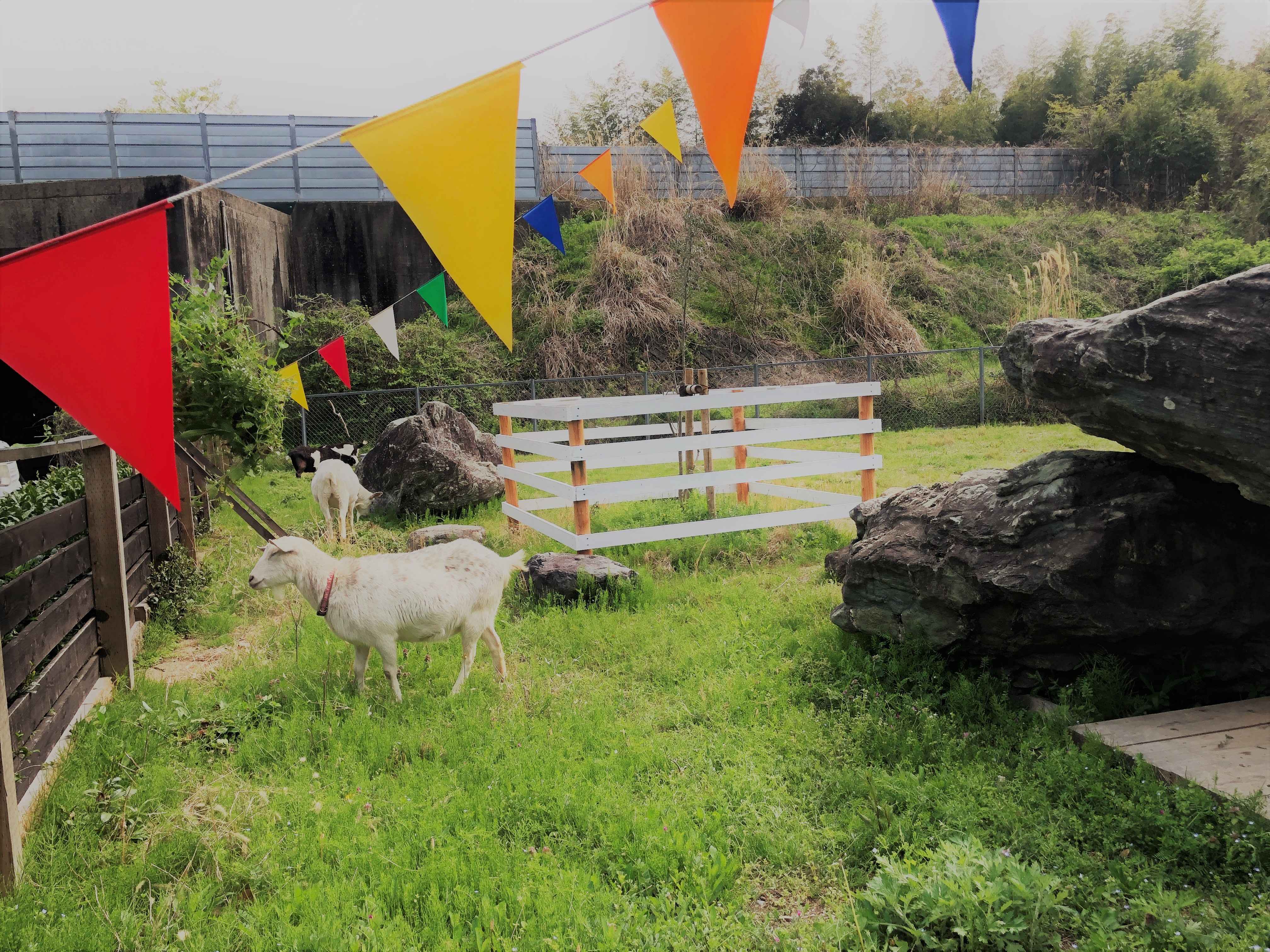 SAIGO FARM | 【ママパパ必見】掛川市内で動物と触れ合える筆者お気に入りの場所を教えちゃいます！