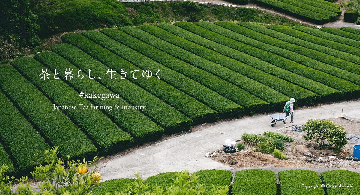 静岡から茶畑が消える日、静岡県民が失うもの